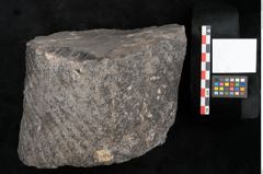 Foto (Objekt + Etikett) von Knorria imbricata Sternbg. (NHMW-GEO-2024-0188-11228)